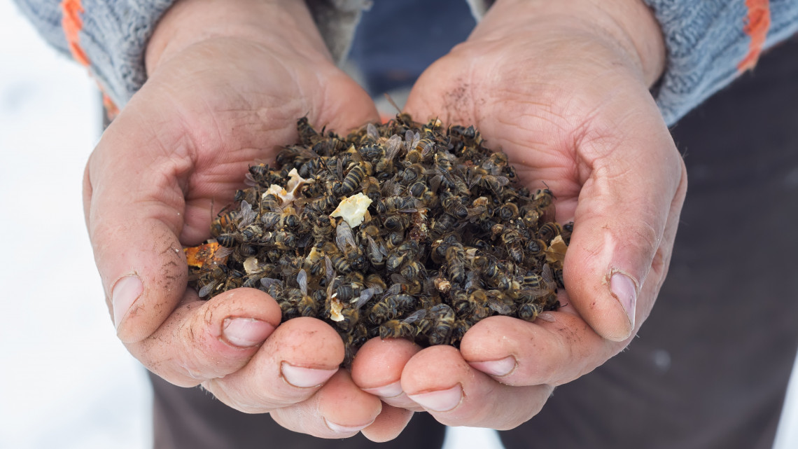 A Nébih kinyomozta: fipronil szennyezés miatt hullanak a méhek
