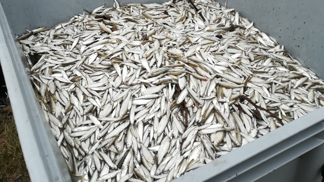 Kiderült, mitől pusztultak el tömegesen a halak a Balatonban
