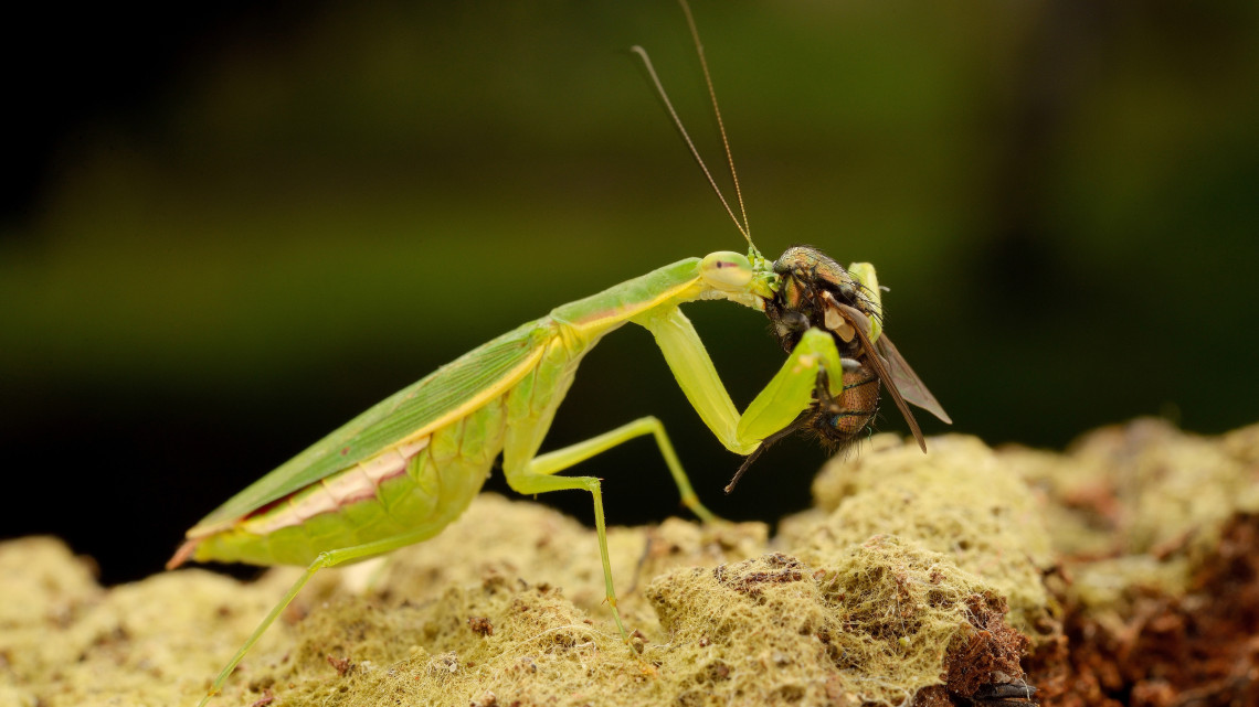 Veszélyben vannak a rovarok: az egész tápláléklánc bajba kerülhet
