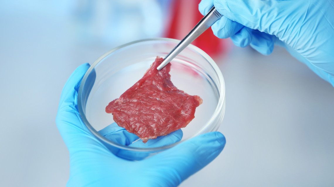 Károsabb lehet a környezetre a laboratóriumi hús, mint a marhatenyésztés