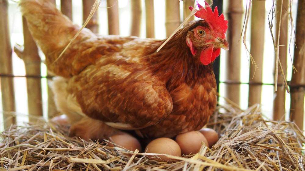 Elüldözték a helyiek a hatalmas tyúkfarmot: tönkretette volna a hazai tojáságazatot