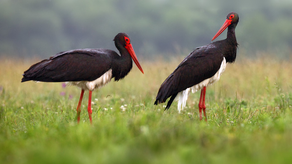 Élő videón az ország új kedvencei: kukkants be te is a fekete gólyák fészkébe!
