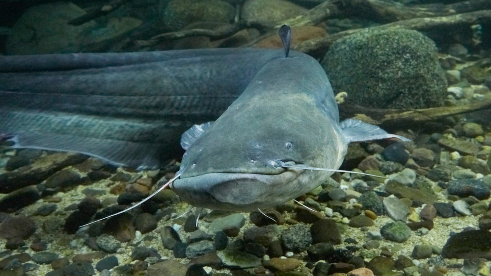 Rekordméretű halszörny: több mint 2 méteres bestia akadt horogra a Dunán