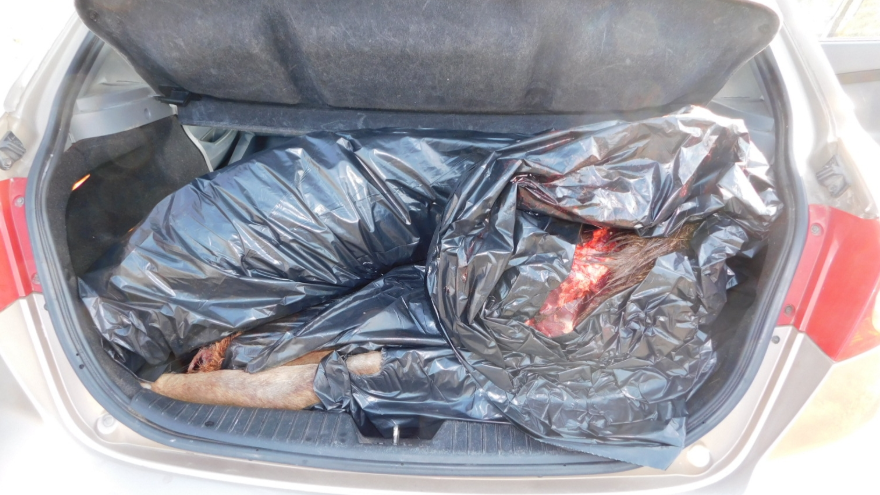 Brutális orvvadászok: csomagtartóban rejtették el a feldarabolt gímszarvast