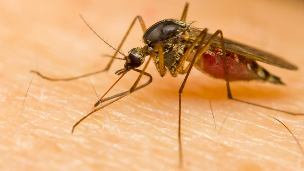 Országos szúnyoggyérítési program indul, mutatjuk mit tehetünk a vérszívók ellen