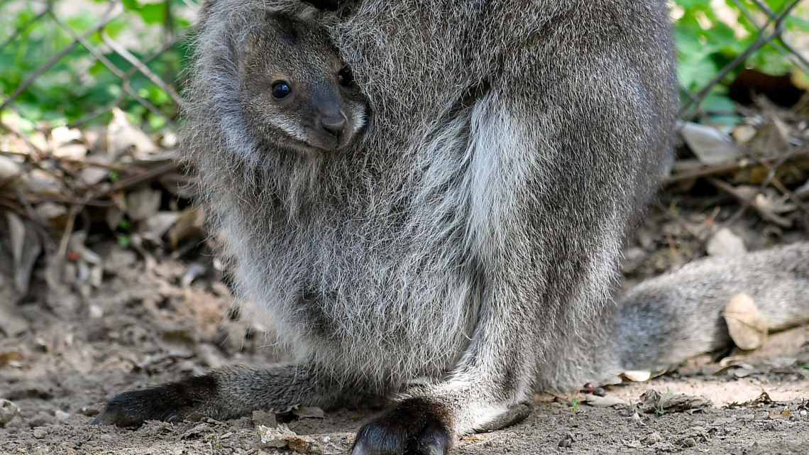 Tavaszi meglepetés Pécsett: kengurubébik kukucskálnak az erszényből