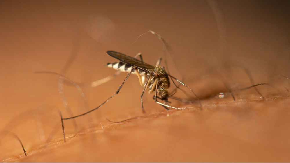 Durván elszaporodtak a szúnyogok: ez a hatóság válasza