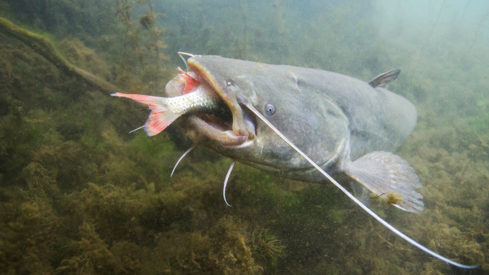 Kifogták a magyar Loch Ness-i szörnyet: ez a második legnagyobb hal hazánkban