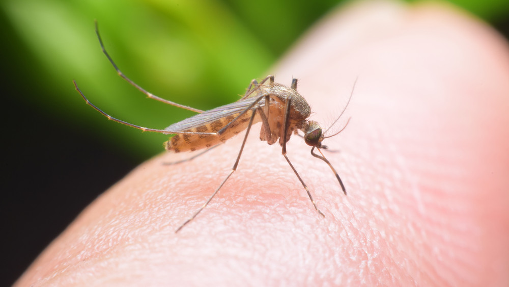 Sosem látott szúnyoginvázió tombol: kezdődik az agresszív irtás