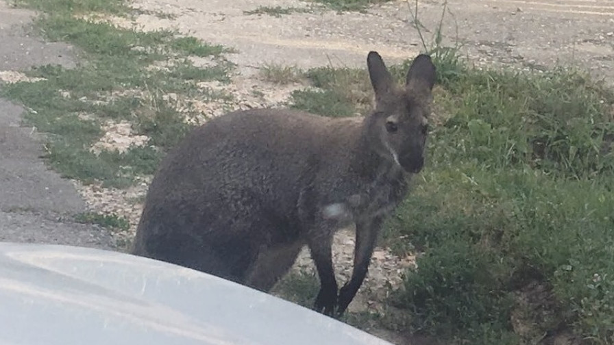 Szökevény kenguru kószál Somogyban: meg ne próbáld befogni, veszélyes lehet!