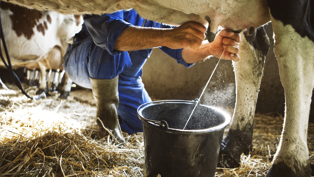 Teljesen elszáll a tej ára: nem fékezte meg az áfacsökkentés az árakat