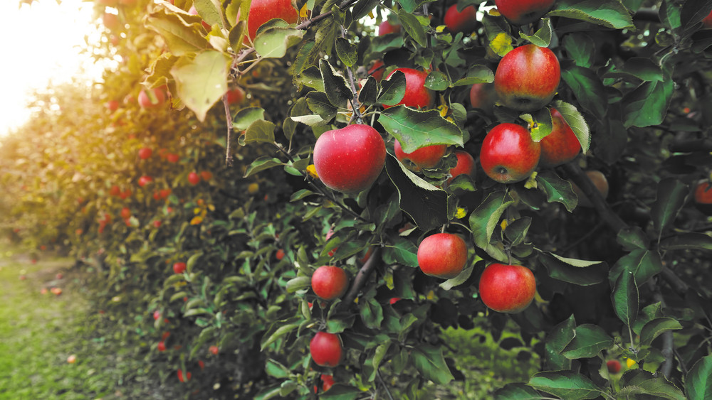 Beüthet idén az almahiány: a becslések szerint 25 százalékkal csökken a termelés