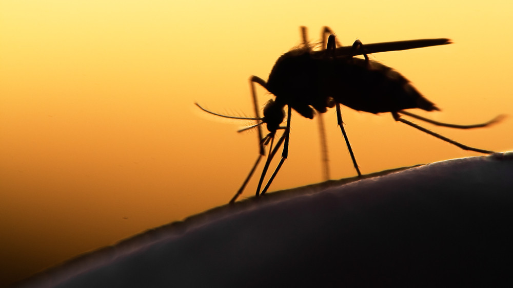 Nesze neked klímaváltozás: őrület, milyen nyavalyákat terjeszthetnek a hazai szúnyogok