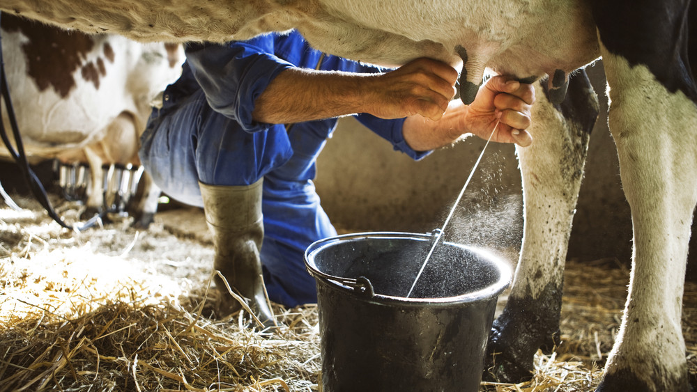 Egekben a felvásárlási ár: borsot törtek a tejtermelők orra alá