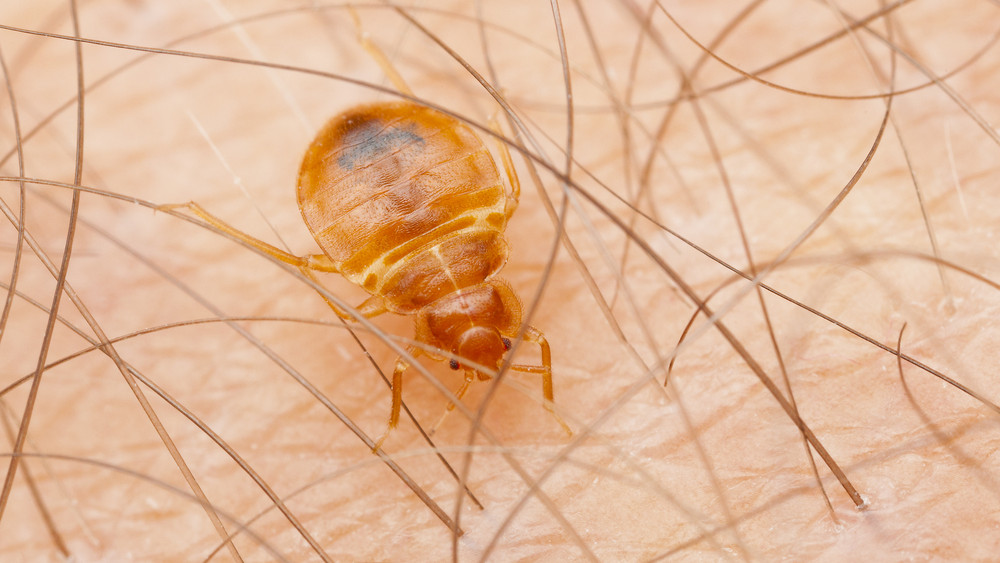 Itt a nagy csípéshatározó: innen tudhatod, milyen bogár vagy rovar a tettes + fotók