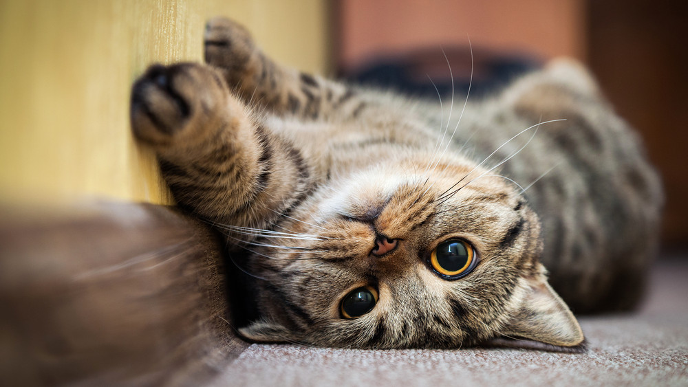 Ezt eddig biztos nem tudtad a macskákról: meglepő dolog derült ki a cirmosokról