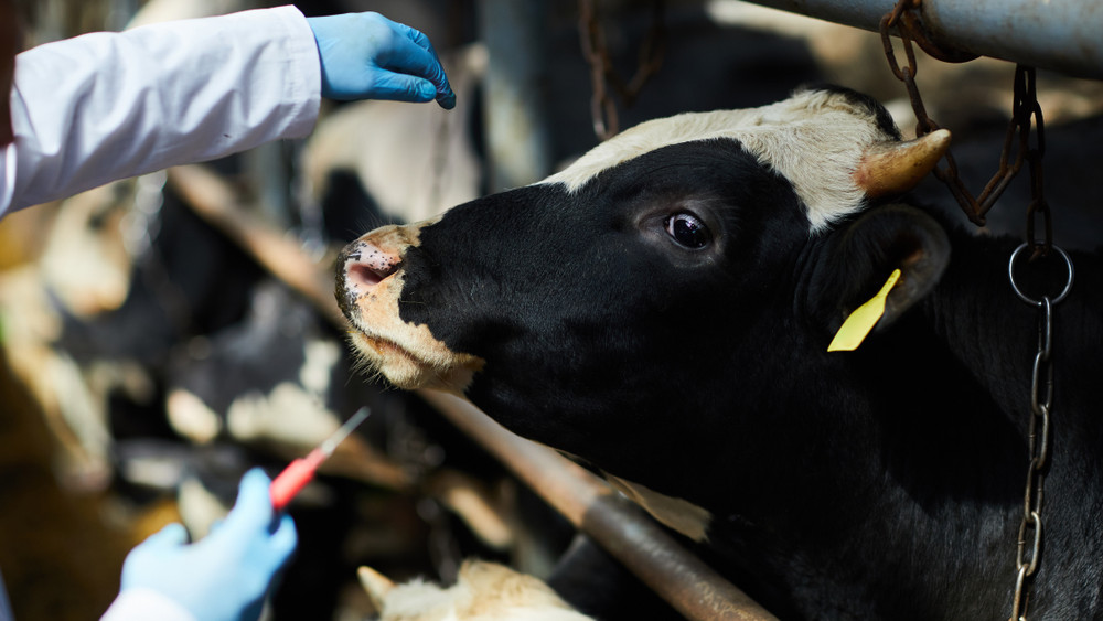 Érik a globális vészhelyzet: állatainkra méri az első csapást a túlzott gyógyszerfogyasztás