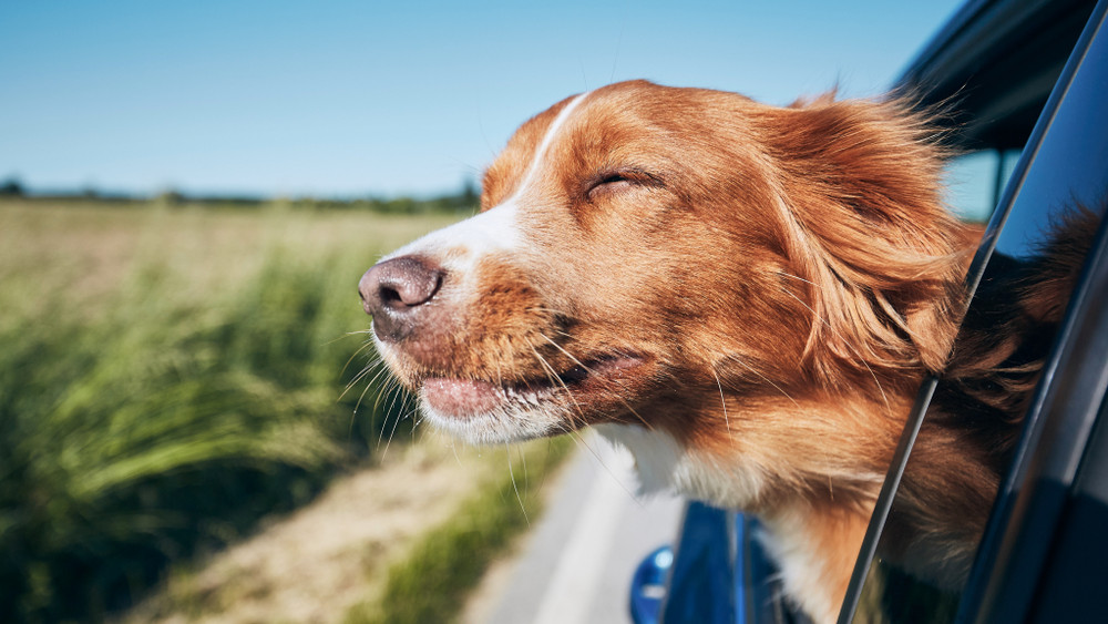 Négylábú védelem: 5+1 tipp, hogy a kutyánk is biztonságban utazhasson