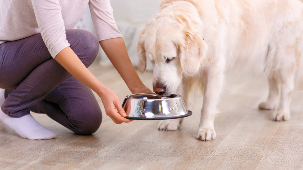 Súlyos beteg lehet a kutyád, ha ezekkel eteted: itt a 13 pontos tiltólista