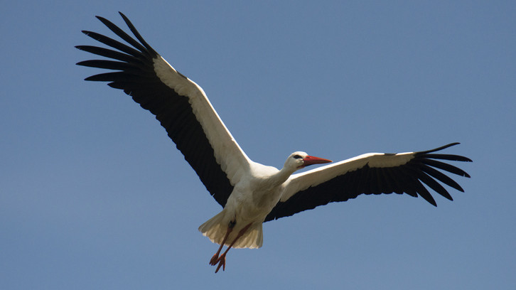 Nem minden gólya költözik el: így gondoskodhatsz róluk télen