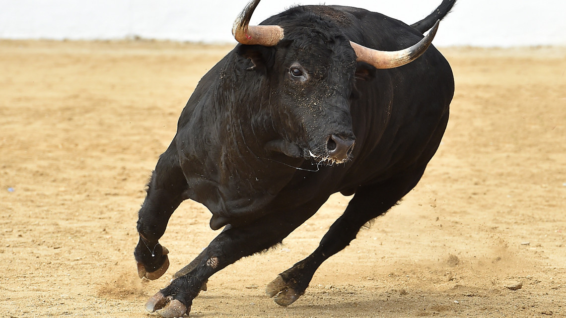 Petárdáktól halálra rémült bikák menekültek az M5-ösön