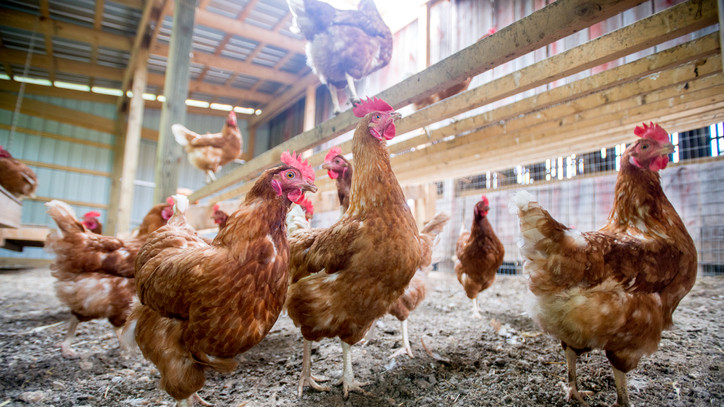Jó hír a gazdáknak: megszűntek a madárinfluenza miatti korlátozások