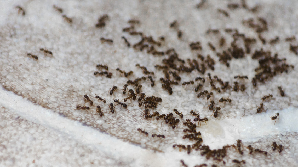 anti aging házi gyógymód hangyákra