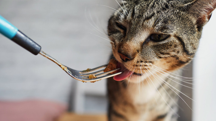 Veszélyes macskaeledel került a boltokba: mutatjuk, mivel ne etesd kedvenced