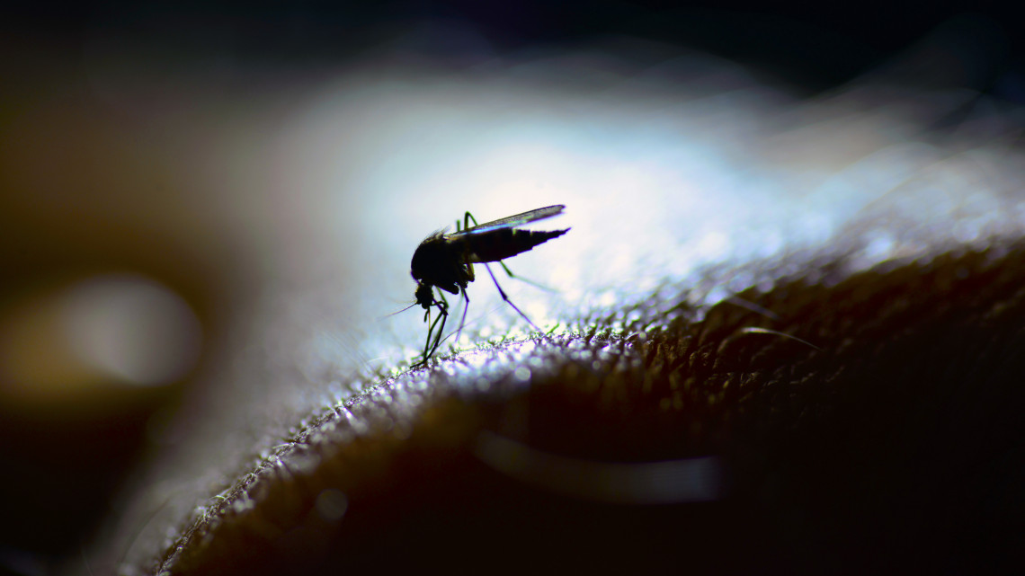 Folytatódik a szúnyogirtás: mutatjuk, hol várható gyérítés