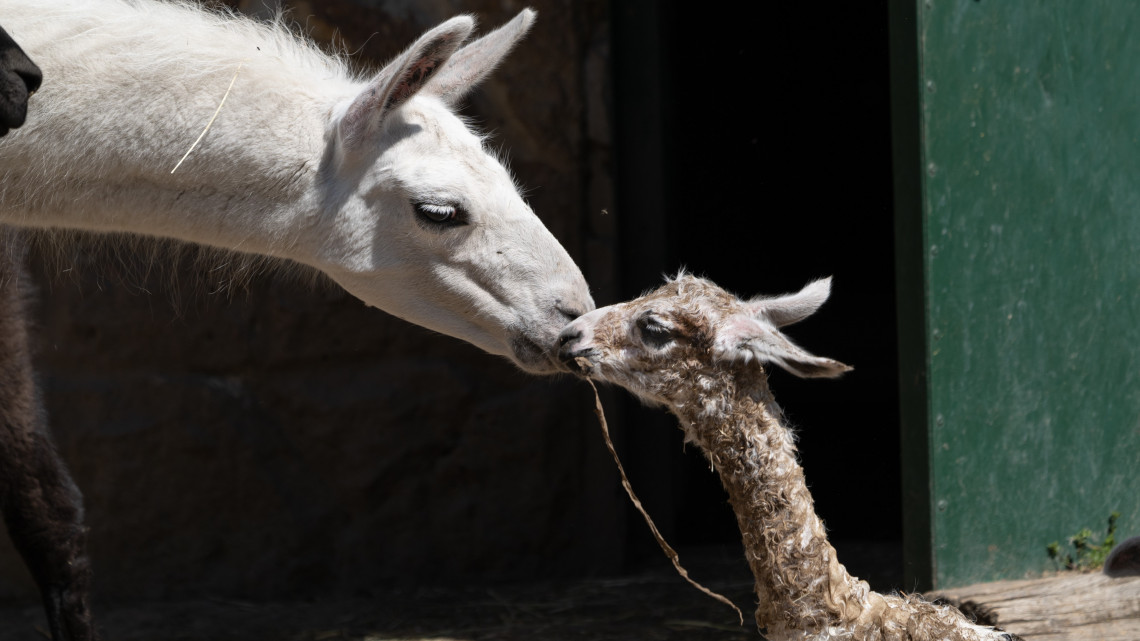Baby boom Debrecenben: fotókon az állatkert új jövevénye