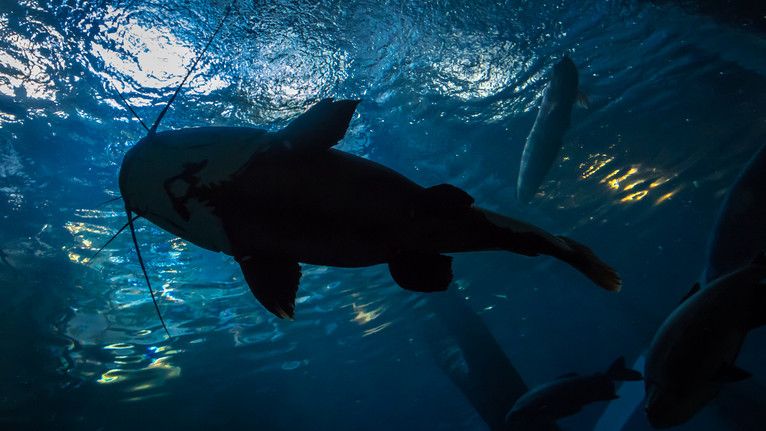 Ez aztán a gigafogás! Brutális méretű harcsát húzott partra a mázlis horgász + Fotók