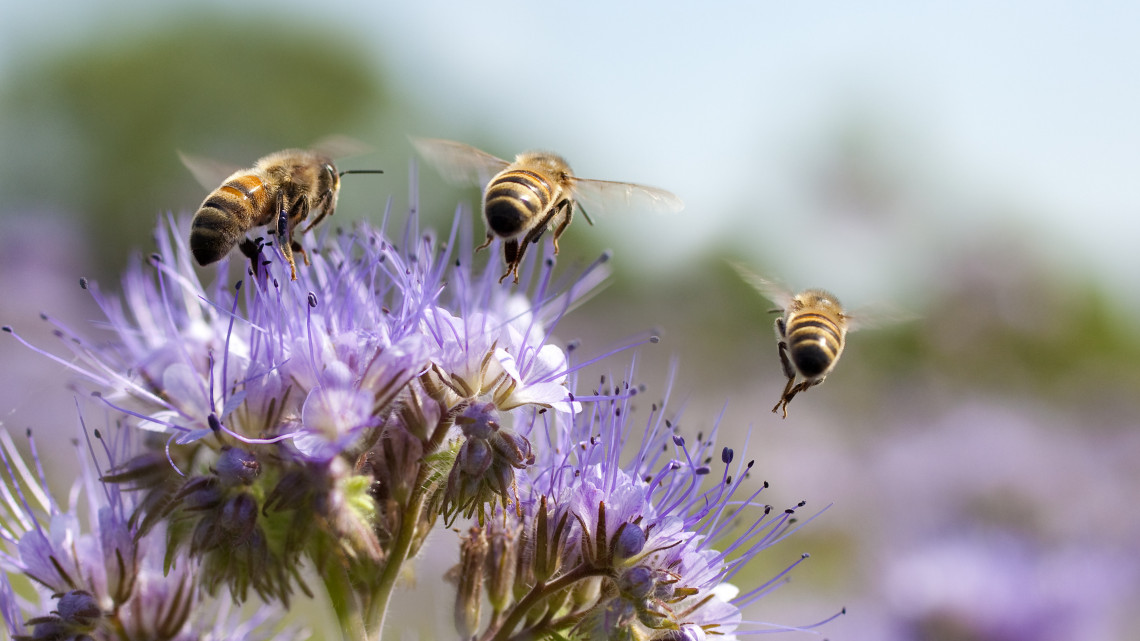 Hova vezet ez a megdöbbentő változás? Ezt tette a karanténhelyzet a vadon élő méhekkel