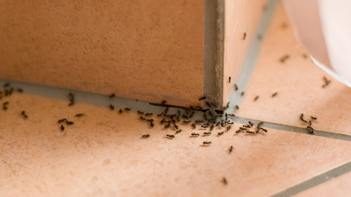 Nem kell vegyszer, hogy kiirtsd a hangyákat: íme 5+1 környezetbarát megoldás
