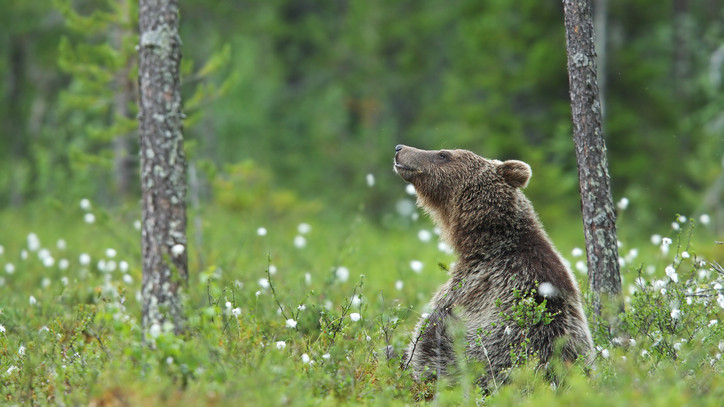 Már nem meglepő a medveészlelés: az ország ezen területén folyamatosan jelen vannak