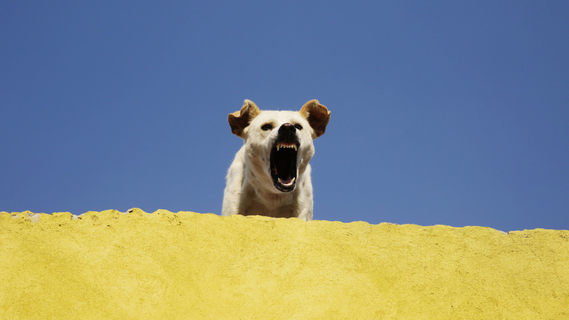 Kóbor kutyák ellen: ultrahangos kutyariasztó, kutyariasztó spray, kutyariasztó síp