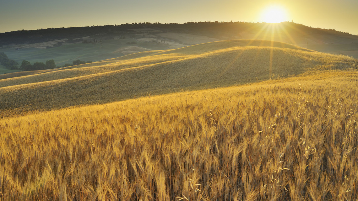 Mi lesz az európai gabonapiaccal? A katasztrófa csak így kerülhető el