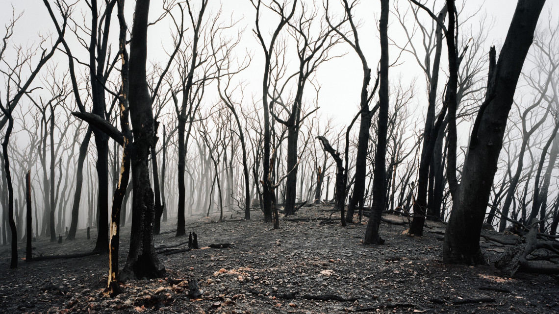 Tűzvész a magyar erdőkben: szinte hihetetlen, hány ilyen eset van évente