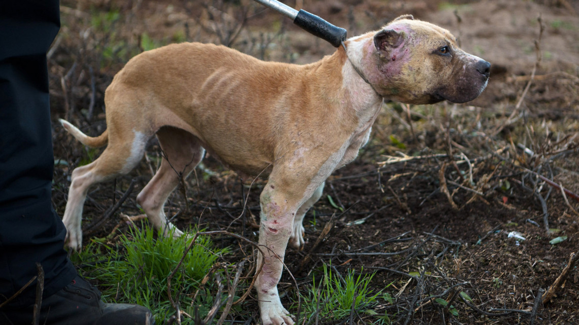 Horror: 51 kutyát tenyésztettek ki a gyilkos viadalokra, egy elpusztult (18+-os videó )