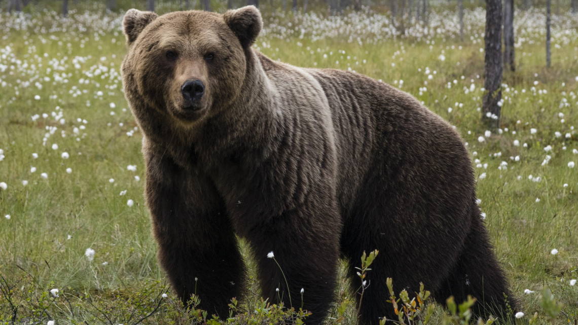 Kiderült, mikor jön a tavasz: előbújtak a Szegedi Vadaspark medvéi