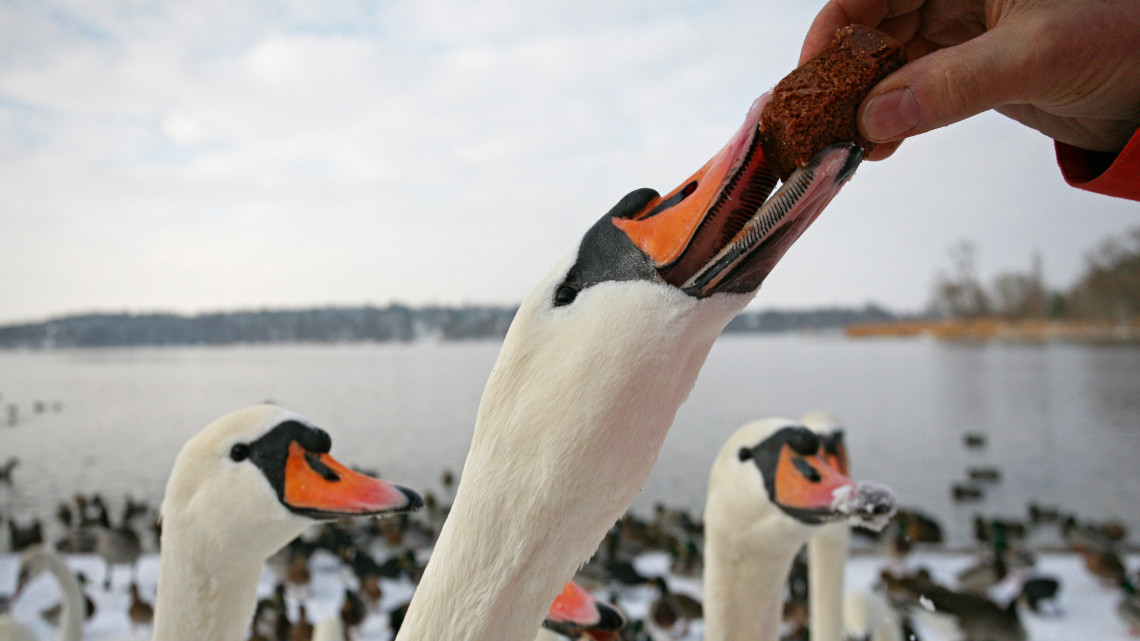 Atyavilág: jégbe fagytak a hattyúk a kiszombori tóban