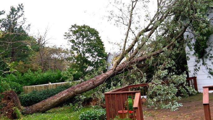 Brutális károkat okozott a vihar: fák dőltek ki több helyen