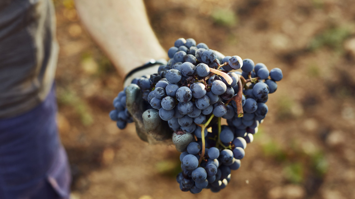 Igazi csodaszer készül szőlőmagból Érsekhalmán: 20-szor erősebb, mint a C-vitamin