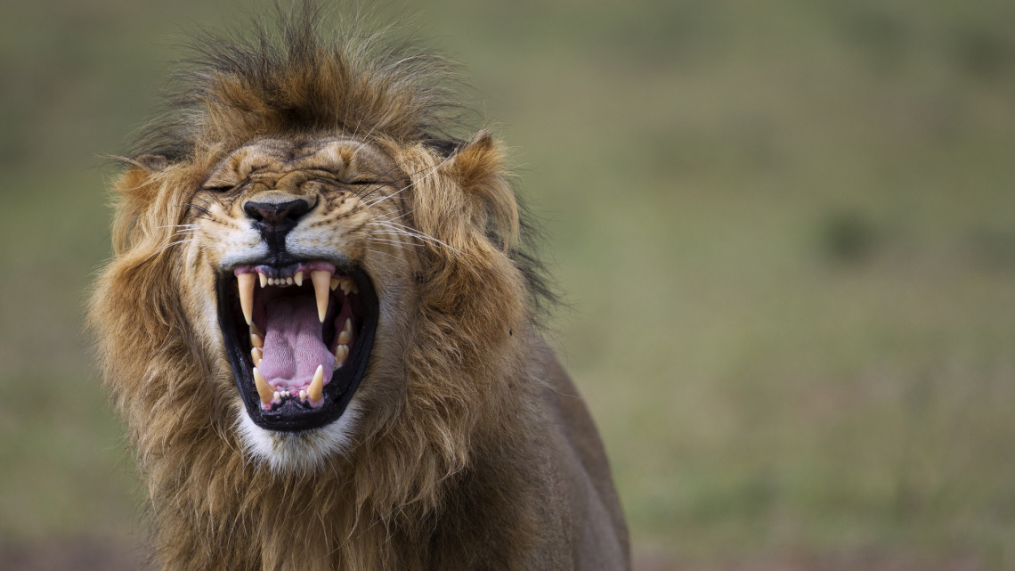 Videón a félelmetes látvány: így küzd a húsért az oroszlán a vidéki állatkertben