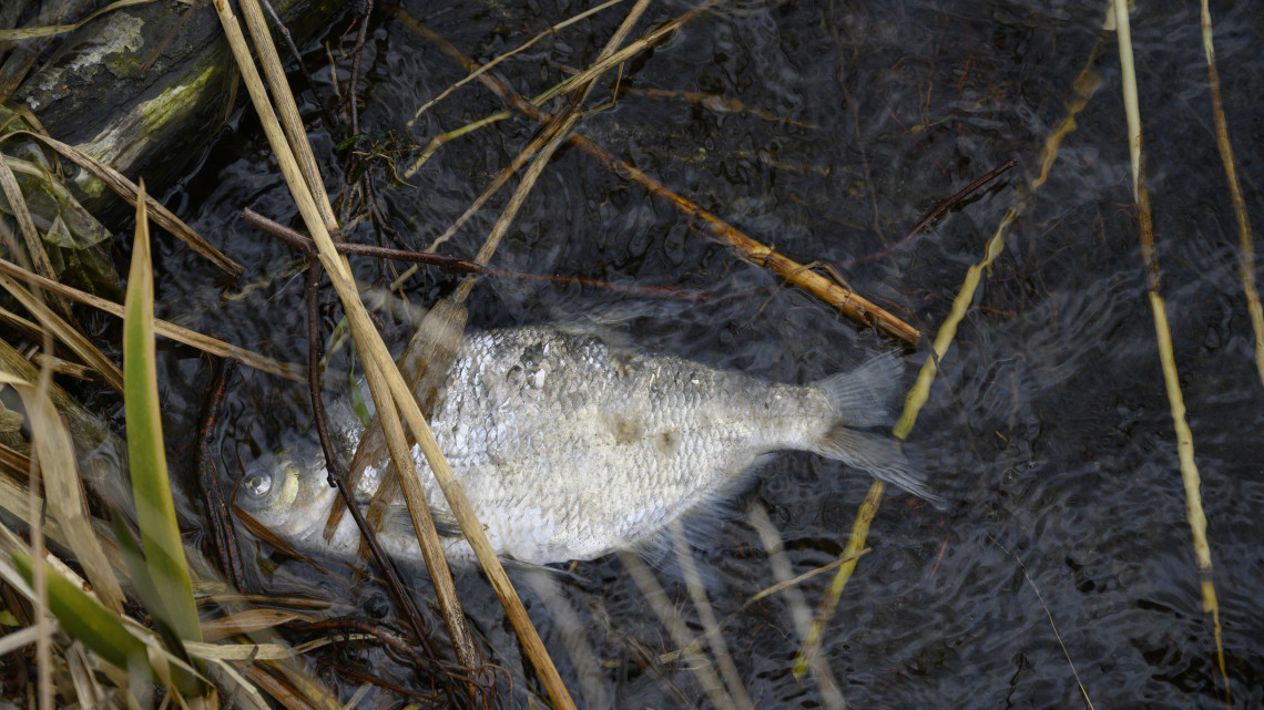 Drasztikus halpusztulás: a Velencei-tó teljes területén nagy a baj