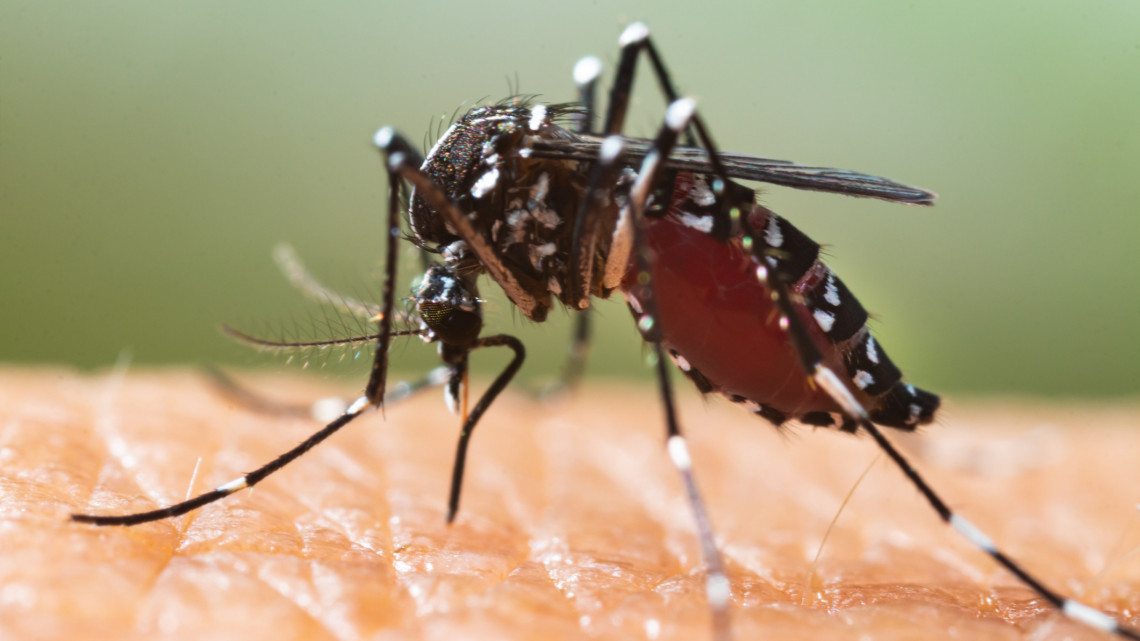 A magyarokat is csípik az inváziós szúnyogok: veszélyes vírusokat kerestek bennük a kutatók