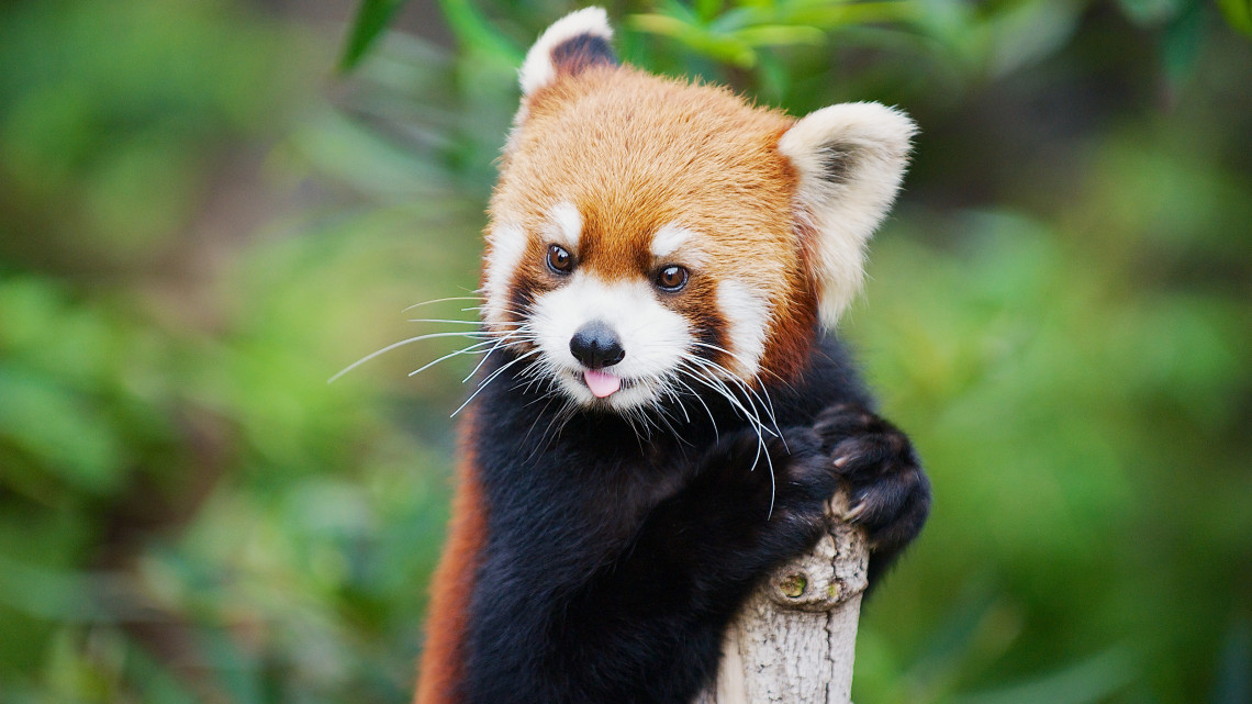 Eszméletlen cukiság született: vörös pandabébivel gyarapodott a vidéki állatkert