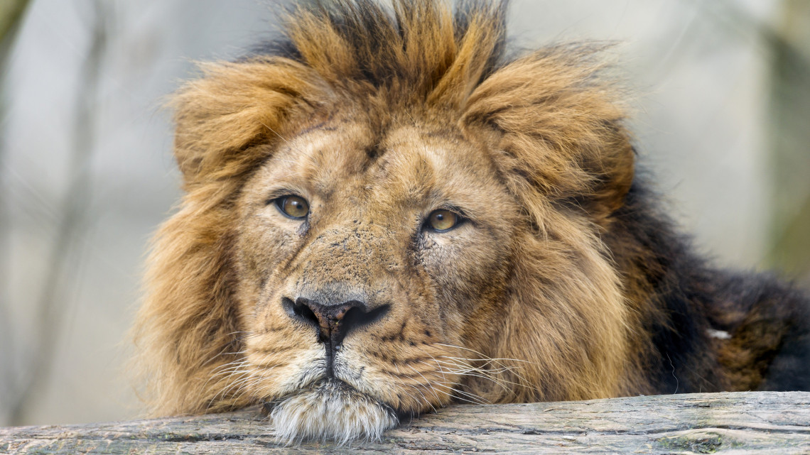 Párt kapott Kamal: így lepték meg a vidéki állatkert ázsiai oroszlánját