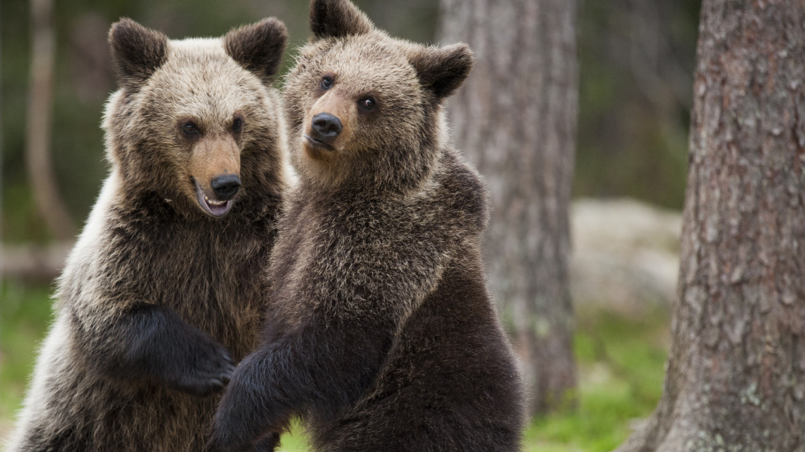 Meglesték a medvéket a Szegedi Vadasparkban: kiderült, marad vagy elmúlik a tél