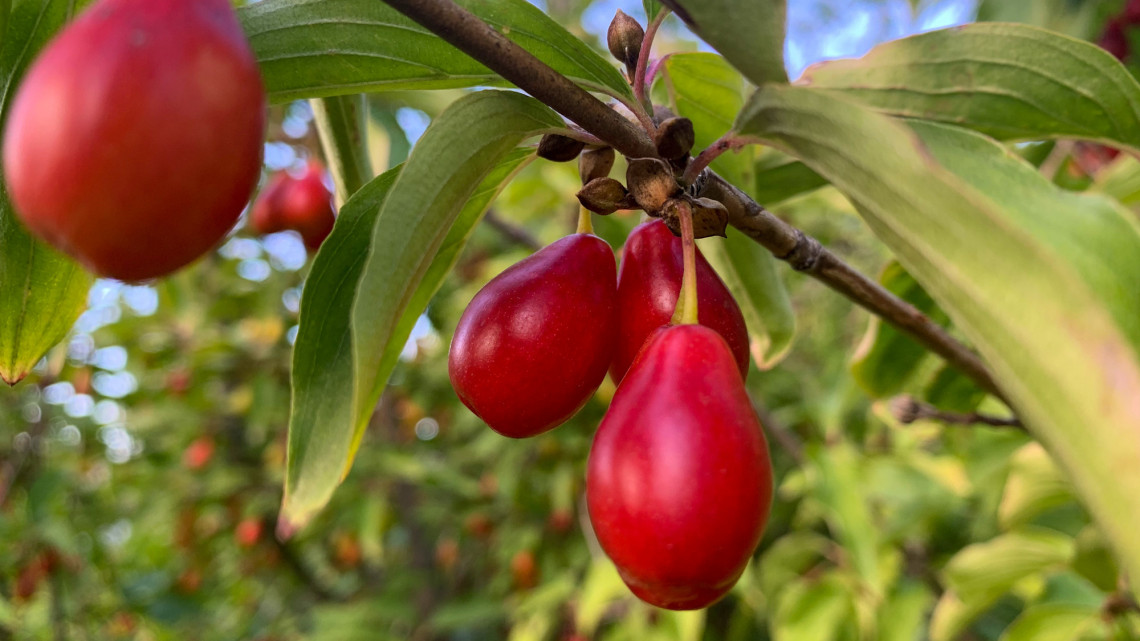 Elfeledett őshonos gyümölcstermők a kertbe: íme 6 hihetetlenül olcsó csodabogyó
