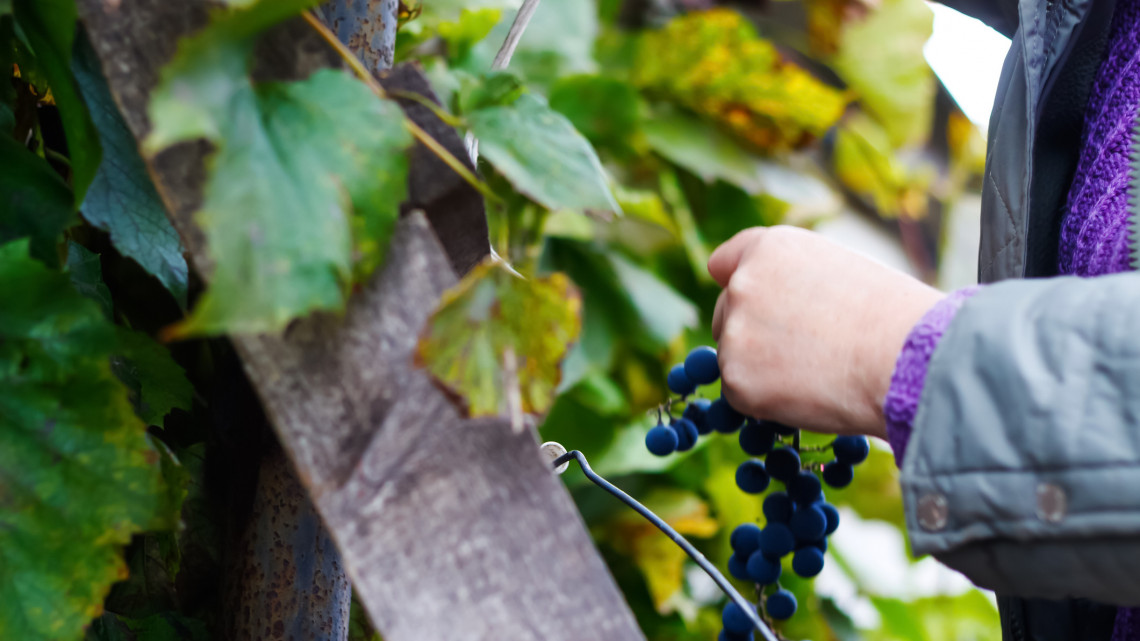 Illegálisan öntözte szőlőültetvényét a híres borászat: kimondták az ítéletet felettük